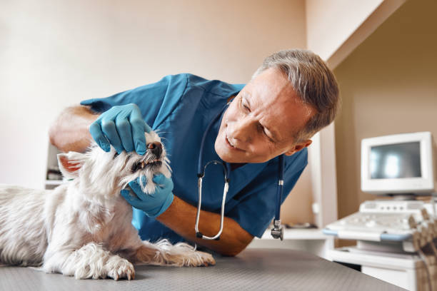 Best Emergency Broken Tooth Repair in Mckee City, NJ